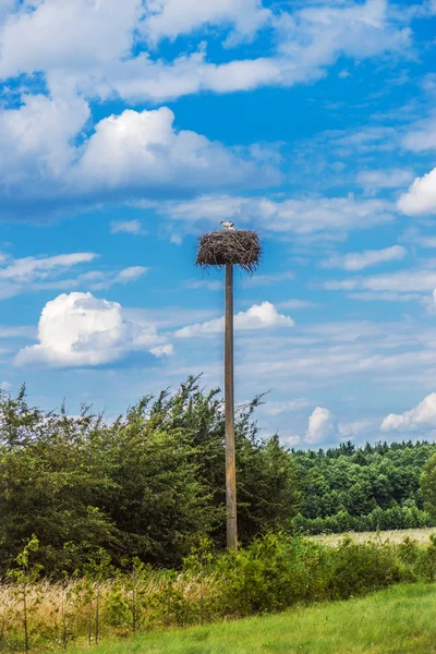 Poussins de cigogne — Photo