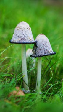 Coprinus is small genus of mushrooms clipart