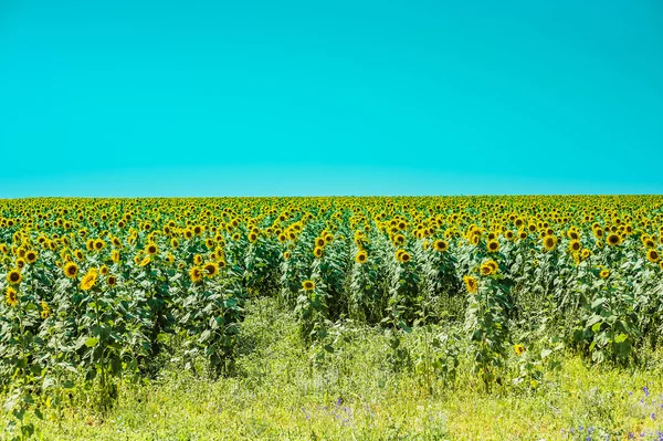 Slunečnice (slunečnice) — Stock fotografie