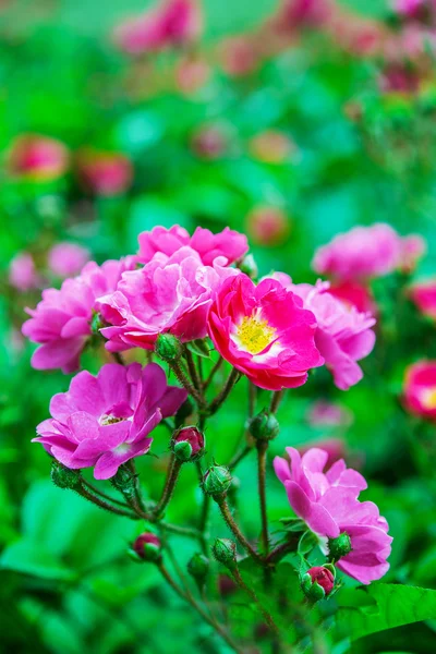 Arbusto verde de rosa selvagem — Fotografia de Stock