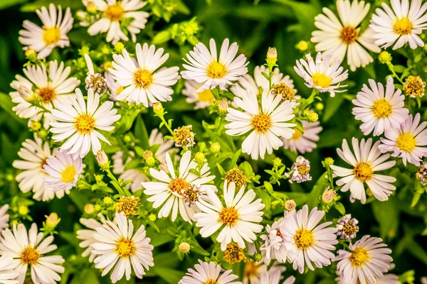 Aster amellus — Stockfoto