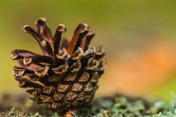 Staré borovice kuželový — Stock fotografie