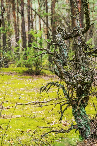 뒤틀린된 소나무 — 스톡 사진