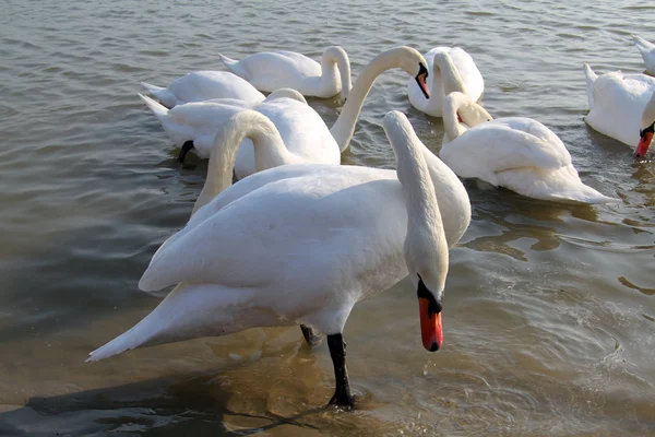 Swans .... — Stock Photo, Image