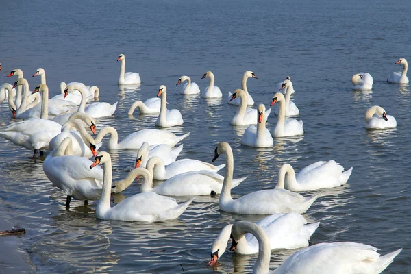 Swans .... — Stock Photo, Image