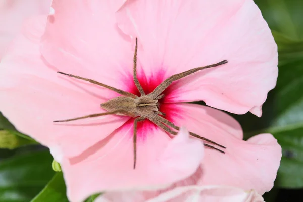 Spider — Stock Photo, Image