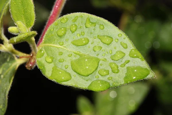 Leaf with rain drops. — Stock Photo, Image