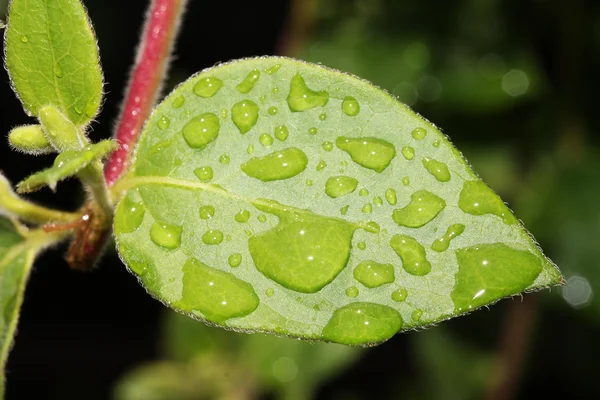 Leaf with rain drops. — Stock Photo, Image