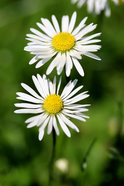 Margherita bianca — Foto Stock