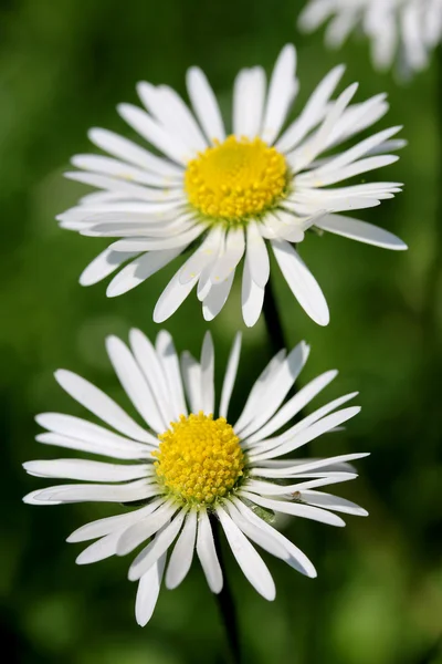 Margherita bianca — Foto Stock