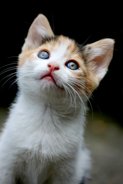 Киска кошка — стоковое фото