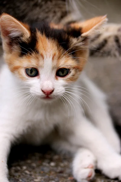 Киска кошка — стоковое фото