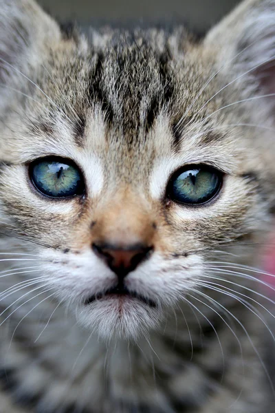 Kedi kedi — Stok fotoğraf