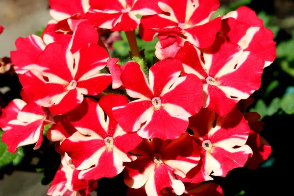 Verbena flower — Stock Photo, Image