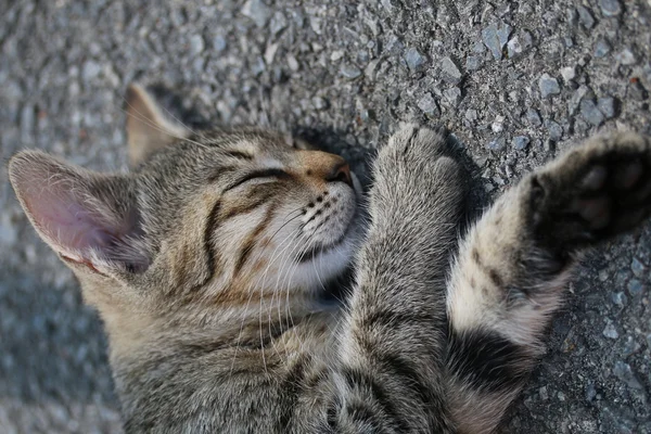 Küçük pussy — Stok fotoğraf