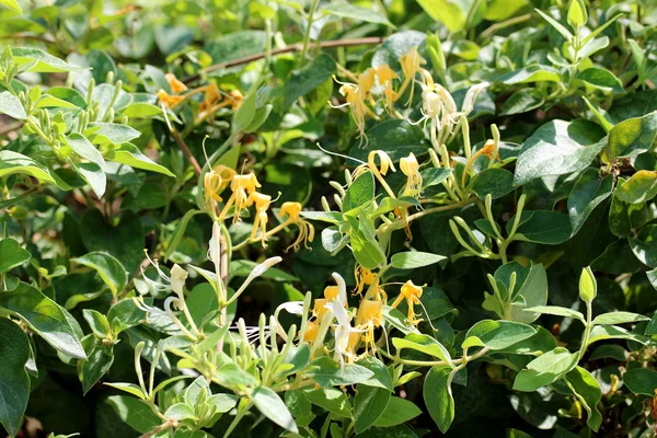 Honeysuckle — Stock fotografie