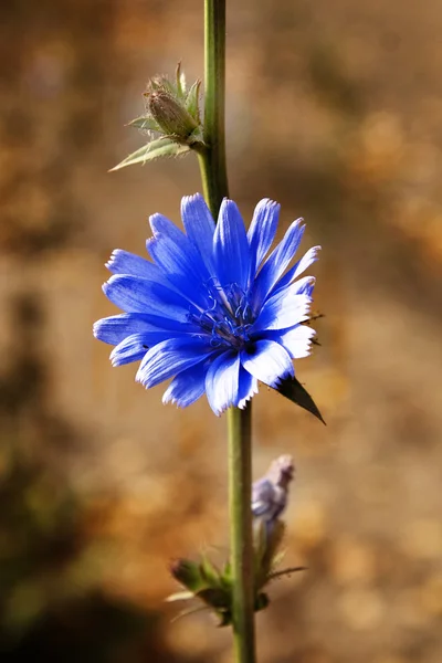 Bir çayır üzerinde koyu mavi çiçek Stok Resim