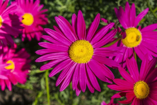 Purpurrote Blume in einem Garten — Stockfoto