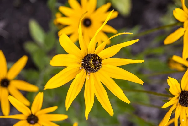 Alanında parlak çiçek — Stok fotoğraf