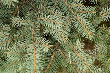 fir tree branch clipart