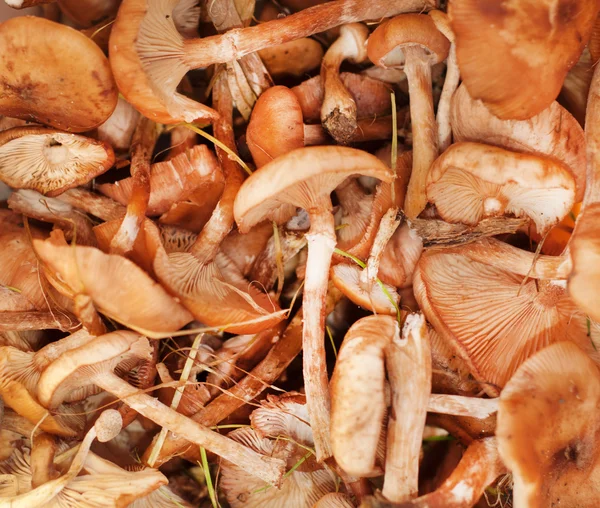 Autumn honey agaric mushrooms — Stock Photo, Image