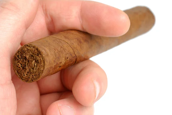 Cigarr anläggning — Stockfoto
