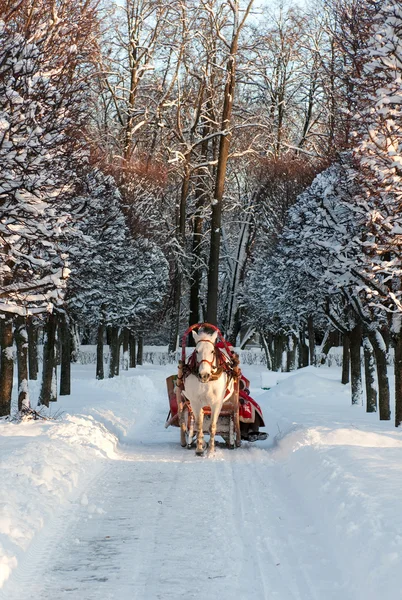 Winter holiday-walk in carriage with white horse — Stock Photo, Image