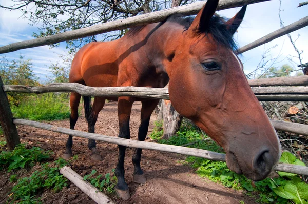 Un bel cavallo bruno curioso in un recinto — Foto Stock