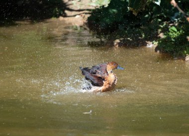 su onun tüy kapalı sallayarak kahverengi ördek