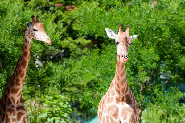 Familia de jirafas sobre fondo natural — Foto de Stock