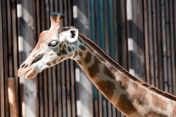 Família de girafas no fundo da floresta — Fotografia de Stock