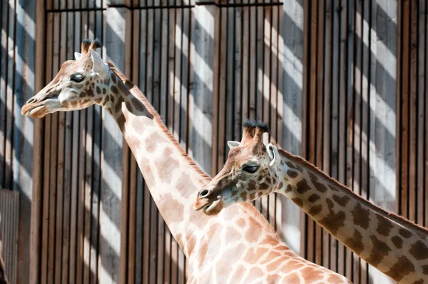 Family of giraffes on woods background — Stock Photo, Image