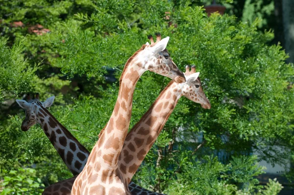 Family of giraffes on nature background — Stock Photo, Image