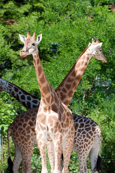 Сім'я жирафів на фоні природи — стокове фото