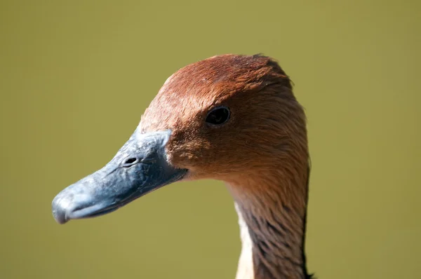 Head of brown duck — Stock Photo, Image