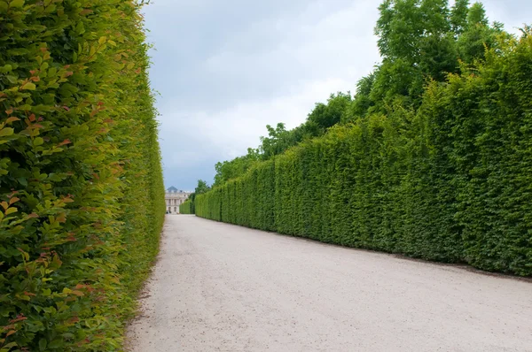 Linha de árvores esculpidas ao longo do caminho nos jardins de Versalhes, França . — Fotografia de Stock