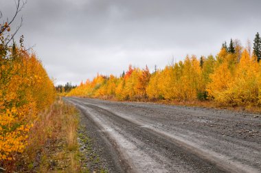 vahşi dağ yolunda derin Tayga ormanı içinde