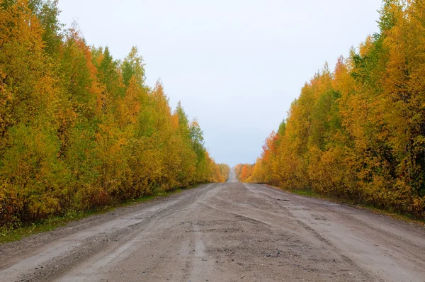 Wild mountain road in deep taiga forest — Stock Photo, Image