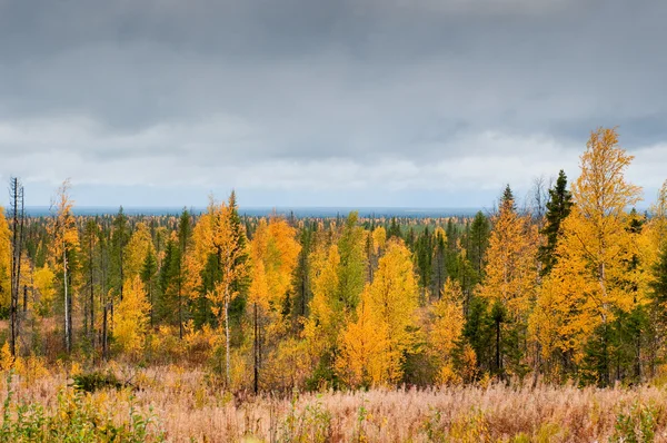 Taiga (boreal forest) in Komi region — Stock Photo, Image