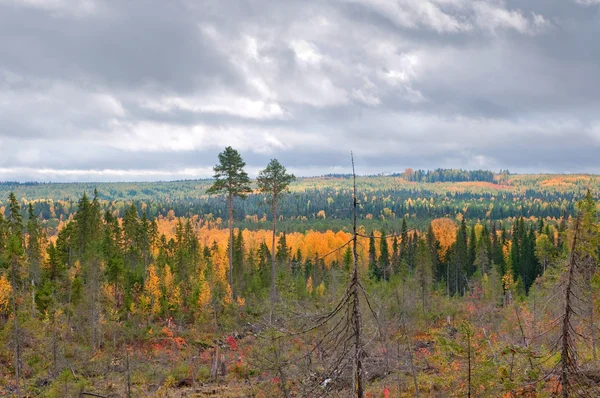 Tayga (boreal forest) komi bölgesi — Stok fotoğraf