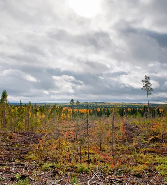 Taiga (boreal forest) in Komi region — Stock Photo, Image