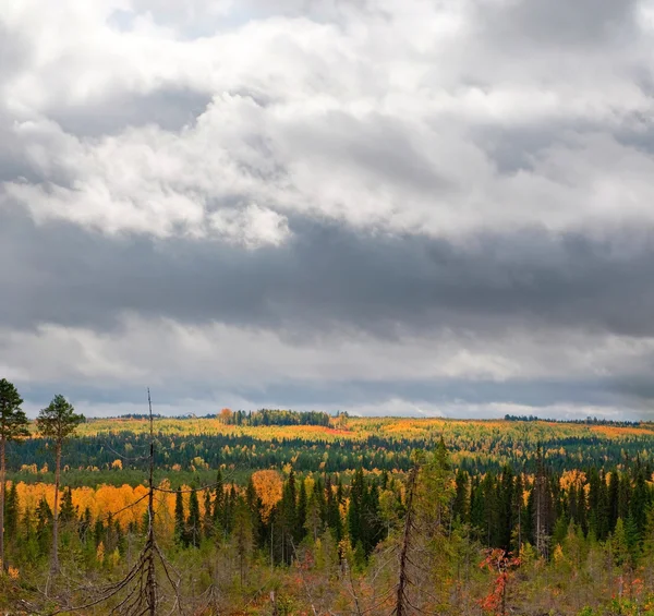 Tayga (boreal forest) komi bölgesi — Stok fotoğraf