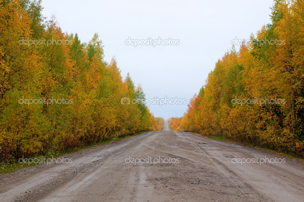 Wild mountain road in deep taiga forest