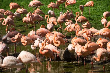 flamingolar Hayvanat Bahçesi