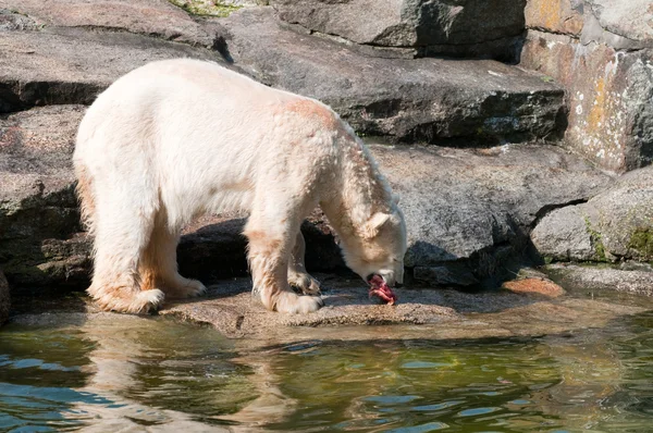 Polar bear eat meat — Stock Photo, Image