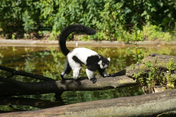 Lemur i zoo — Stockfoto