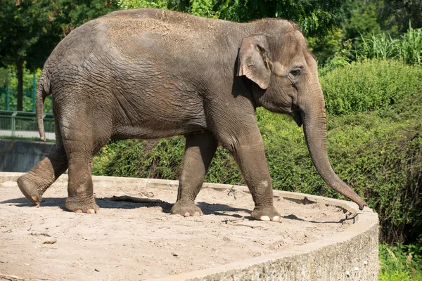 Elefante en el zoológico — Foto de Stock