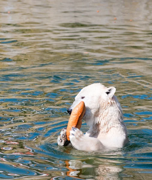 Polar white bear äta bröd — Stockfoto