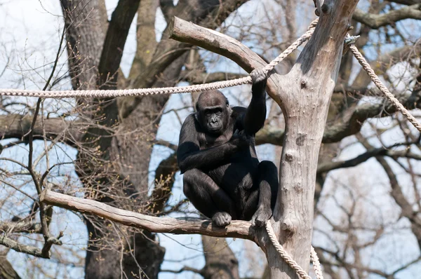 Gorille dans le jardin zoologique — Photo