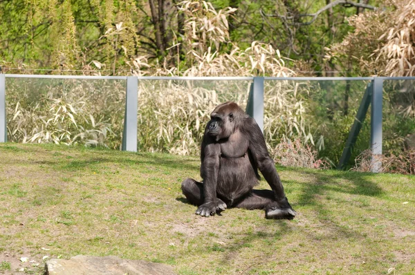 Gorila v zoologické zahradě — Stock fotografie